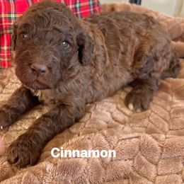 Cinnamon - Brown male Poodle puppy in Athens, Georgia from Alexander’s Standard Poodles