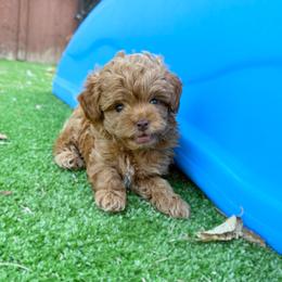 Toy F1b - Red male Cavapoo puppy in Wamego, Kansas from Doodles of Oz