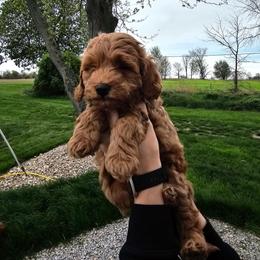 Mack - Red  male Goldendoodle puppy in Forest, Ohio from Mini Doodle Buddies