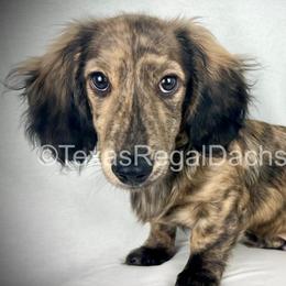 Mocha 2500 - Cream male Dachshund puppy in Houston, Texas from Texas Regal Dachshunds LLC