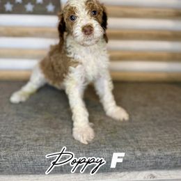 Poppy - Parti female Goldendoodle puppy in Houston, Texas from Golden Life Doodles