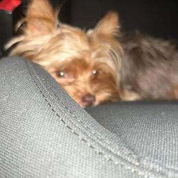 Iggy - Yorkshire Terrier