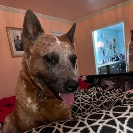 Peaches - Australian Cattle Dog