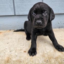 Yellow Boy - Black male Labrador Retriever puppy in Elk Grove, California from Labrador Trails