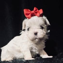 Maltese puppies from Lydia's Maltese and Yorkshire Terriers