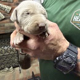 Silver boy 1 - Silver gray male Weimaraner puppy in Lancaster, Kentucky from Heavy Hollow Farm