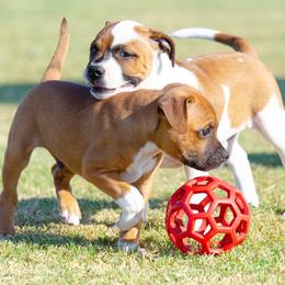 Staffordshire Bull Terrier Puppies from Vivace Staffords