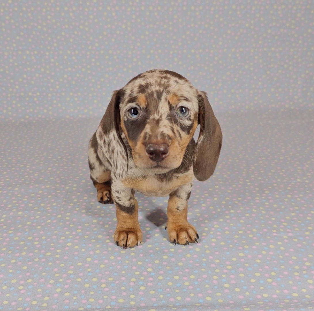 Dachshund Puppies from Newbern's Nuggets
