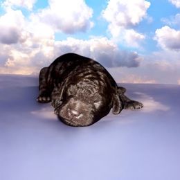 Goldendoodle Puppies from Diverse Nurturing Affectionate Doodle Kennel