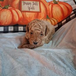Chief - Apricot male Goldendoodle puppy in Haddam, Kansas from Golden B Acres