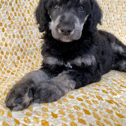 Poodle Puppies from Lenca Kennels