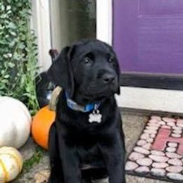 Labrador Retriever Puppies from Judy Sarao's Labs