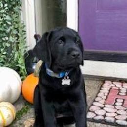 Labrador Retriever Puppies from Judy Sarao's Labs