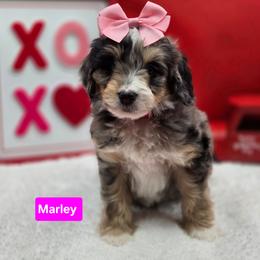 Cupid- Pink collar - Blue merle female Bernedoodle puppy in Summerville, South Carolina from Channys Doodles