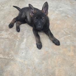 Dolly - Sable female German Shepherd puppy in Cave City, Arkansas from Bayou Valley Shepherds and American Hunt Terriers