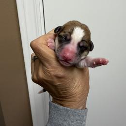 Orange Collar Female - Sable female Pembroke Welsh Corgi puppy in Victoria, Texas from Clear Creek Corgis