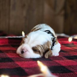 Vixen - Blenheim male Cavalier King Charles Spaniel puppy in Preston, Maryland from Katie's Pups