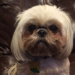 Chloe - Shih Tzu