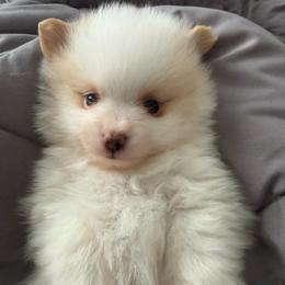 Boy 1 - Cream sable parti male Pomeranian puppy in Minooka, Illinois from Sheree’s Pomeranians