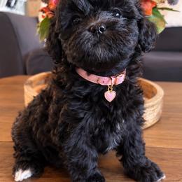 Buttons - Black and white female Shichon puppy in Seymour, Tennessee from Mel’s Teddy Bear Puppies