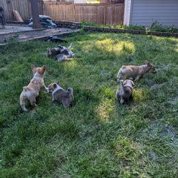 Pembroke Welsh Corgi Puppies from Trapmans Corgi's