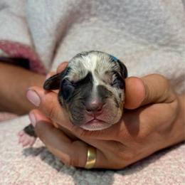 Sage - Blue merle female Catahoula Leopard Dog puppy in Danielsville, Georgia from Sheepcote Farm Catahoula’s