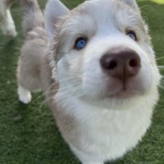 Siberian Husky Puppies from Young Orchard Siberians