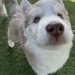 Siberian Husky Puppies from Young Orchard Siberians