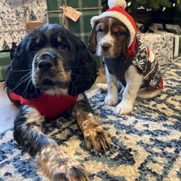English Springer Spaniel Puppies from Heart of Dixie Springers