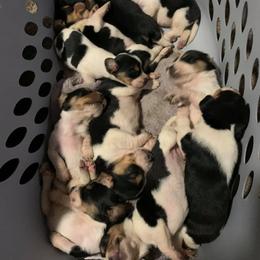 Beagle Puppies from Bachman’s Kennel