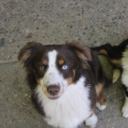 Miniature Australian Shepherds from Ferncreek Aussies