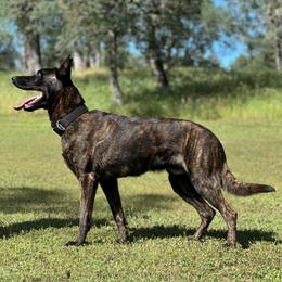 Ranger - Gold brindle male Dutch Shepherd puppy in Copperopolis, California from The Canine Ranch