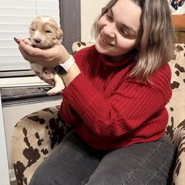 Dasher (Green Band) - Parti male Labradoodle puppy in Plainfield, New Jersey from Caris Paws Poodles and Labradoodles