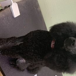 Goudmaw - Poodle