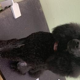 Goudmaw - Poodle