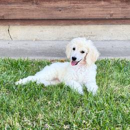 Daisy - White female Poodle puppy in Rocklin, California from Brienwood Poodles