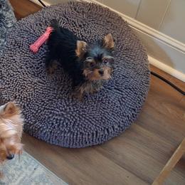Yorkshire Terrier Puppies from Charlene's Yorkshire Terriers