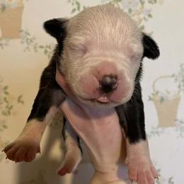 8 - female Alapaha Blue Blood Bulldog puppy in Grafton, Ohio from Eclipse Alapaha Kennels