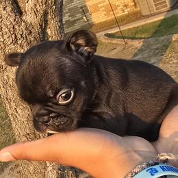 Boy 1 - Black male French Bulldog puppy in Tyler, Texas from Texas Top Notch Frechies
