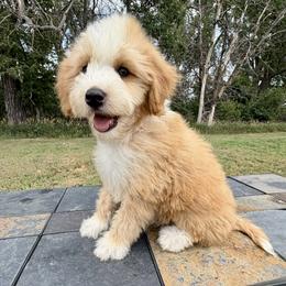 Tiny Lil' Red Boy 1 - Red male Bernedoodle puppy in Sioux Falls, South Dakota from WhiskeyCreek Doodles