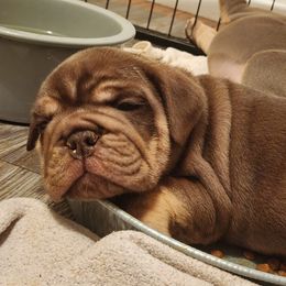 Bulldog Puppies from Rougaroux Bulldoge