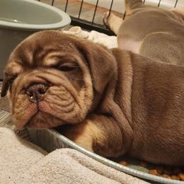 Bulldog Puppies from Rougaroux Bulldoge