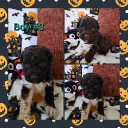 Boy 3 - Brown roan male Lagotto Romagnolo puppy in Chuckey, Tennessee from Willow Creek Kennels