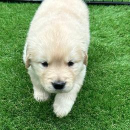 Betty - Golden female Golden Retriever puppy in Lebanon, Indiana from Skyland Golden Retrievers