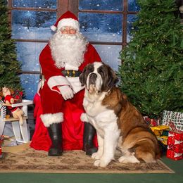 Candy - Saint Bernard