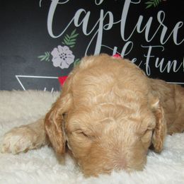 Goldendoodle and Poodle Puppies from David & Patricia Elliott