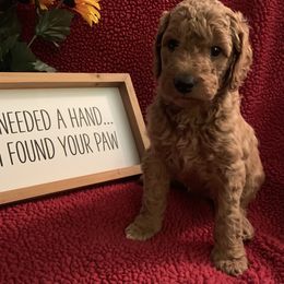 Goldendoodle Puppies from Goldendoodlefamily