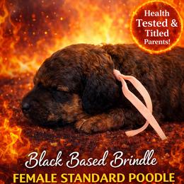 Blaze - Brindle female Poodle puppy in Troy, Alabama from Redmond Rose Kennel