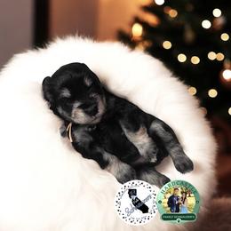 Pink Collar Female - Black and silver female Miniature Schnauzer puppy in Sacramento, California from Hardcastle Family Schnauzer’s