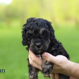 Penn - Black and tan male Cockapoo puppy in Canastota, New York from Silver City Cockapoos
